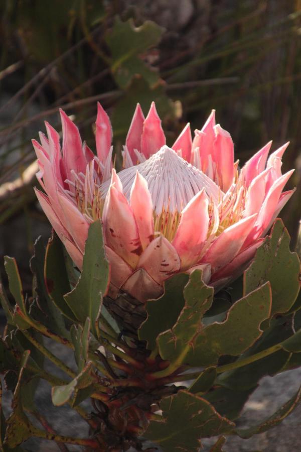 Bobbejaans Kloof Mountain Retreat *